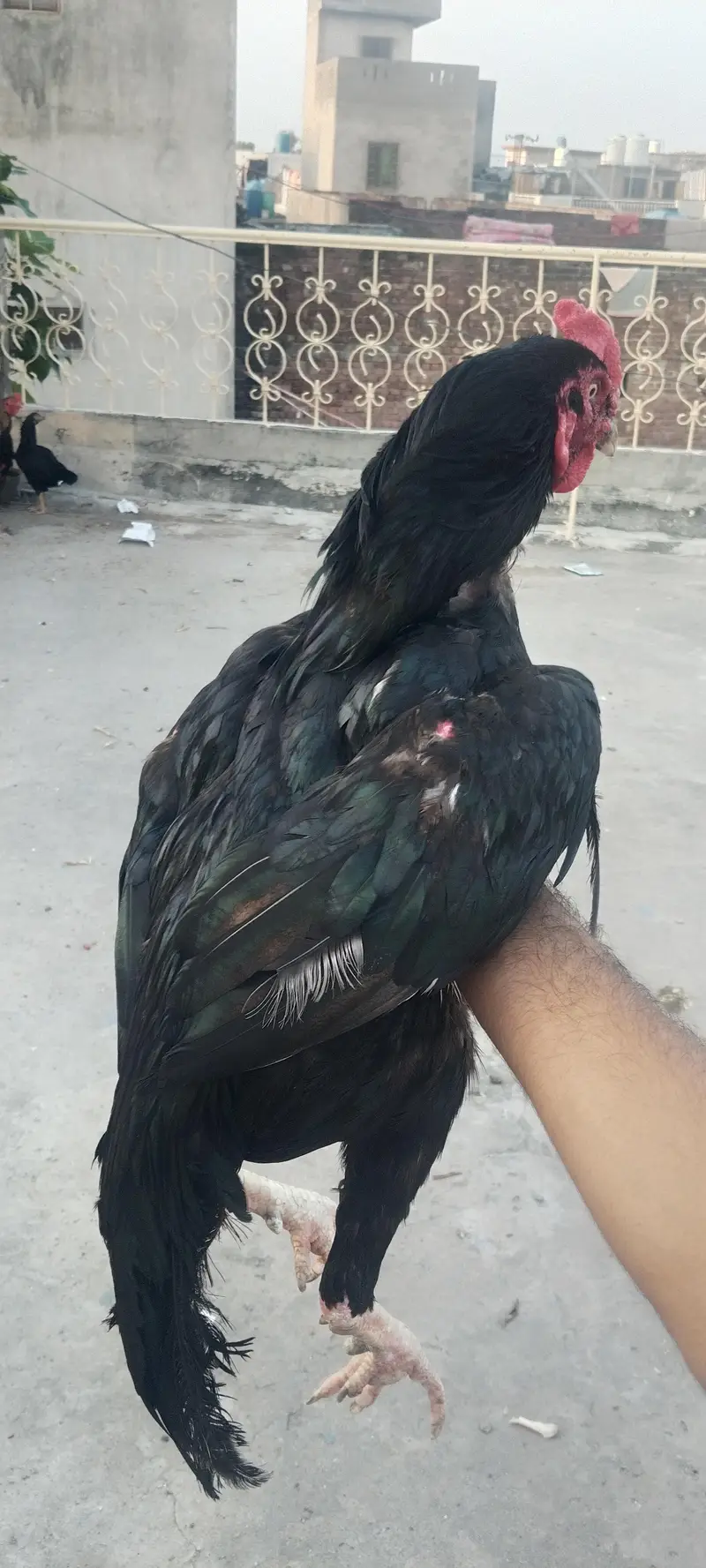 Aseel Murga for sale — photo 4