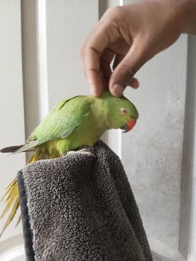 hand tame green parrot