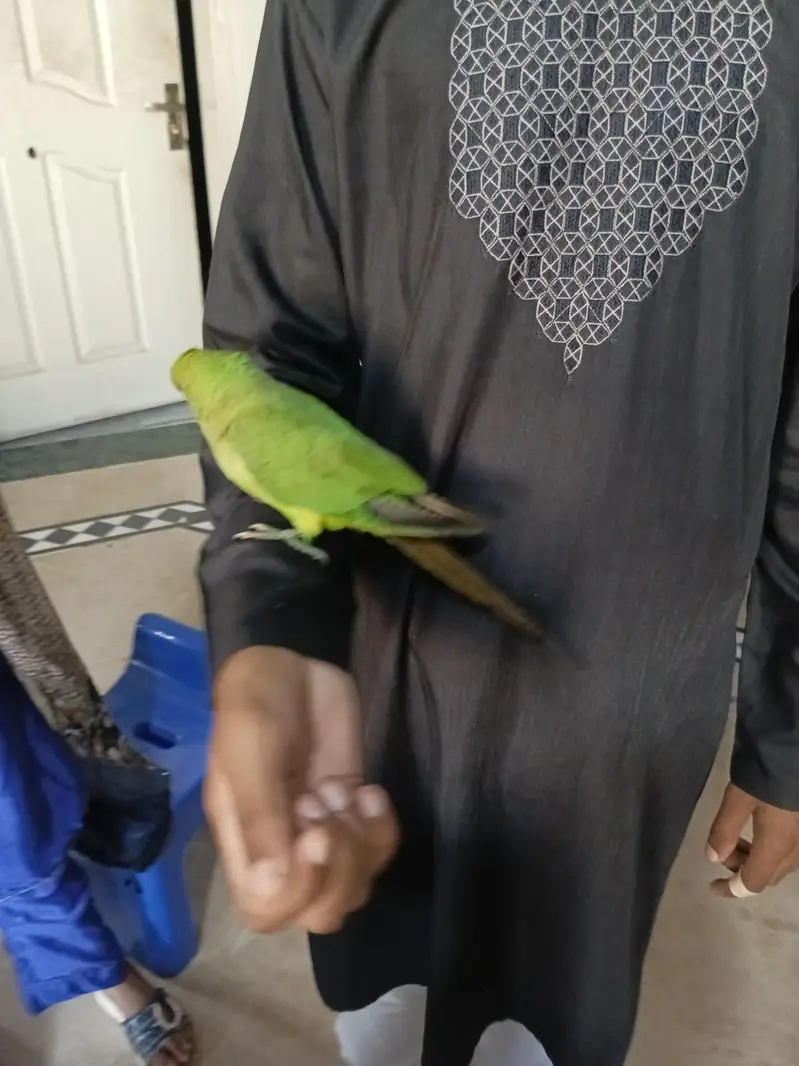 hand tame green parrot — photo 2