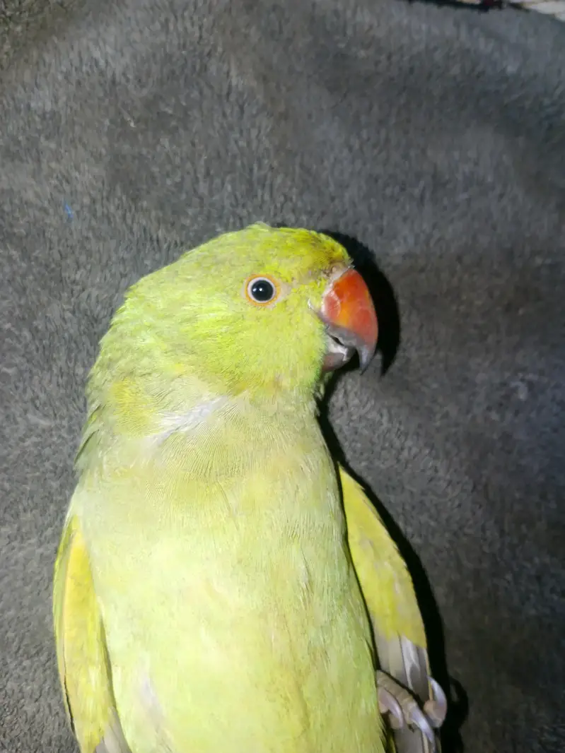 hand tame green parrot — photo 3