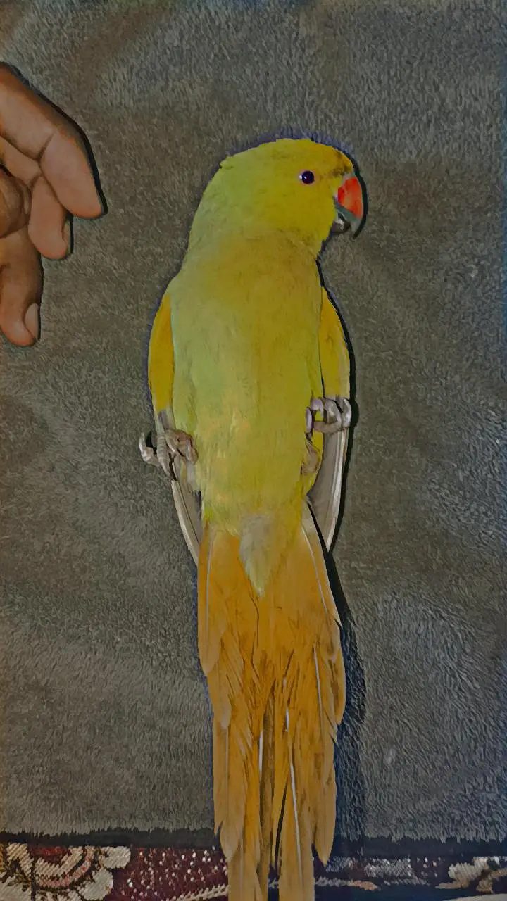 hand tame green parrot — photo 4