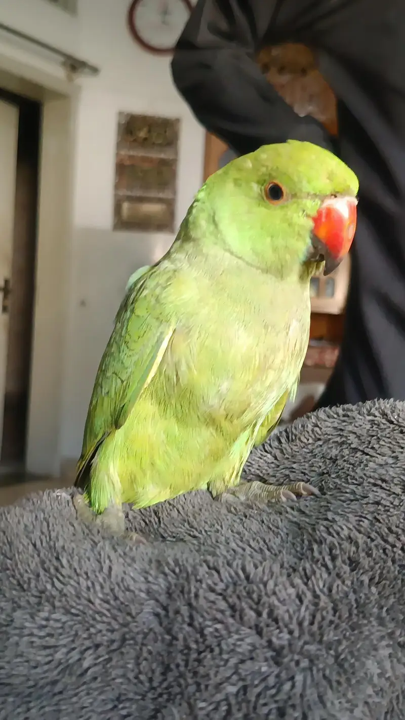 hand tame green parrot — photo 5