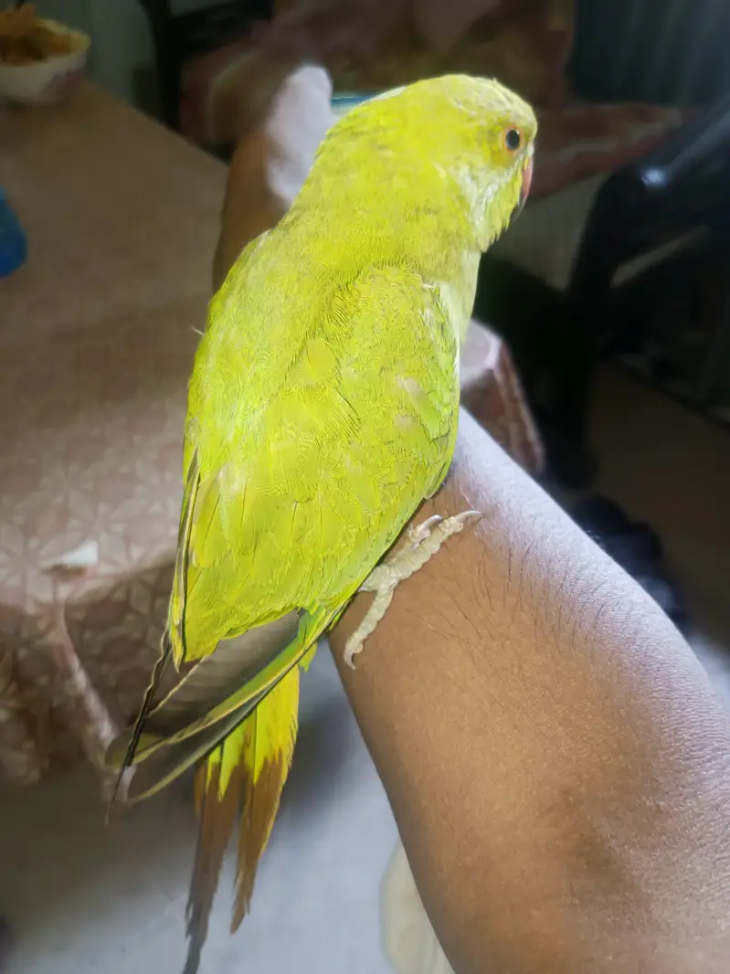 hand tame green parrot — photo 6