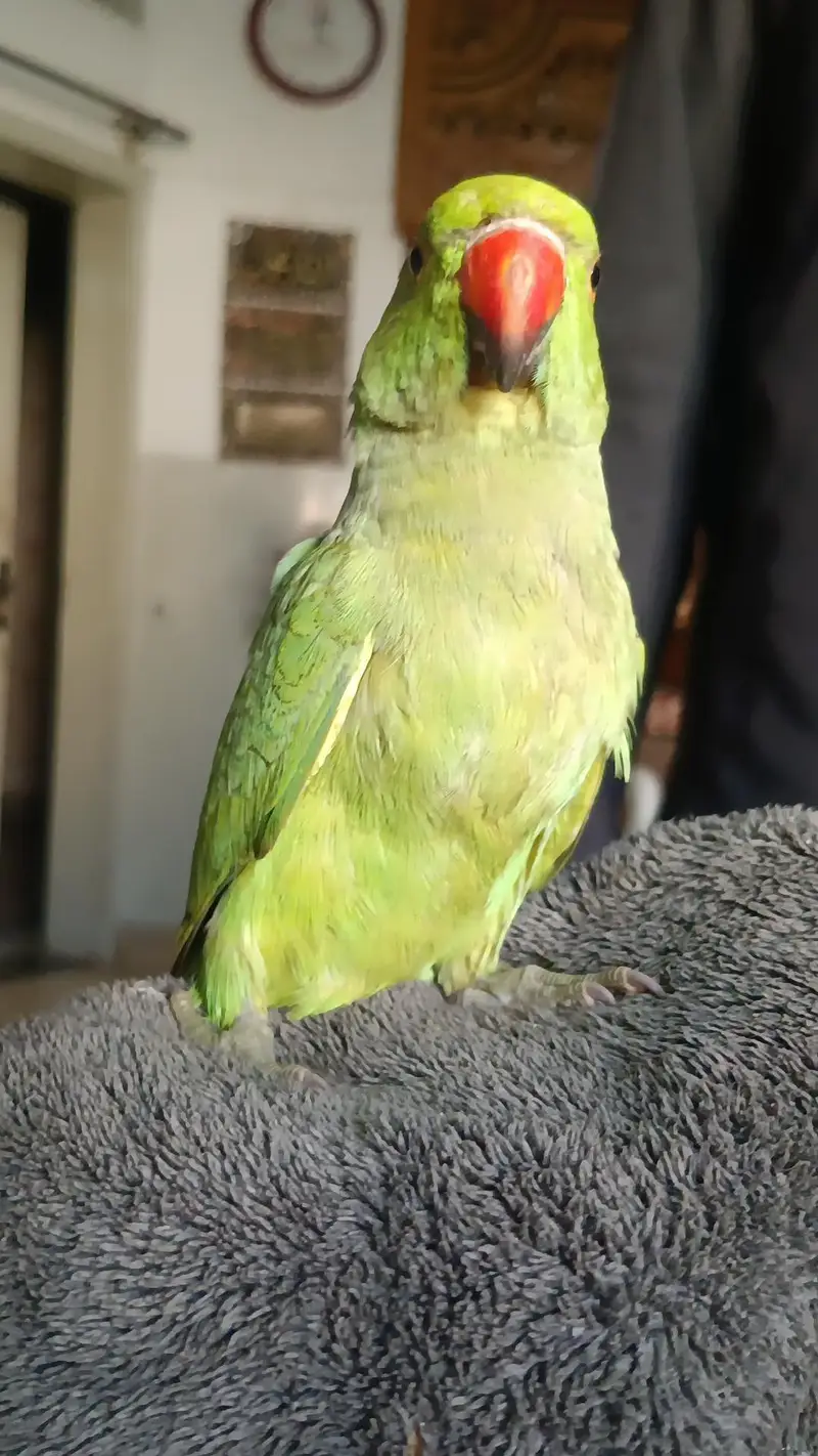 hand tame green parrot — photo 7