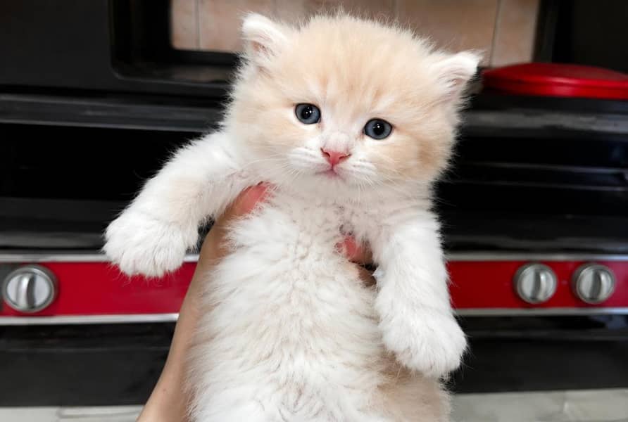 kittens 2