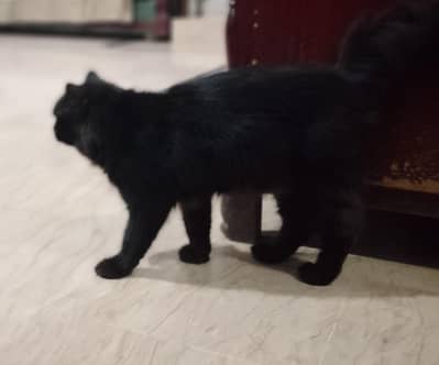 Persian cat