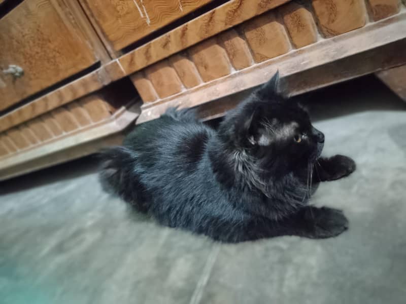 Persian cat 1