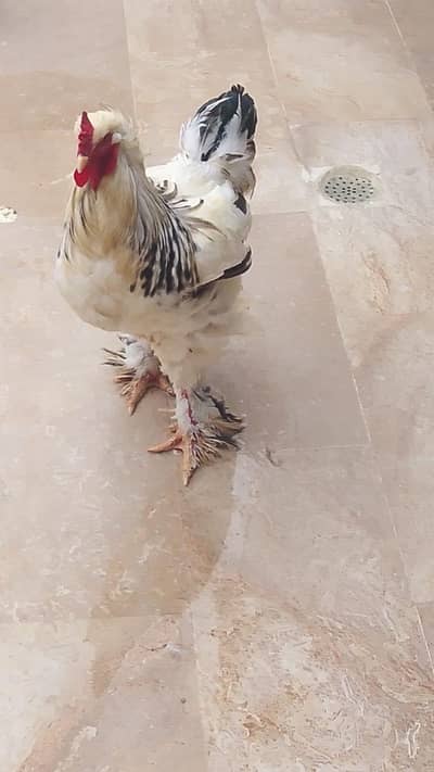 white Brahma male