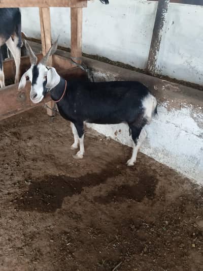 45000per animal