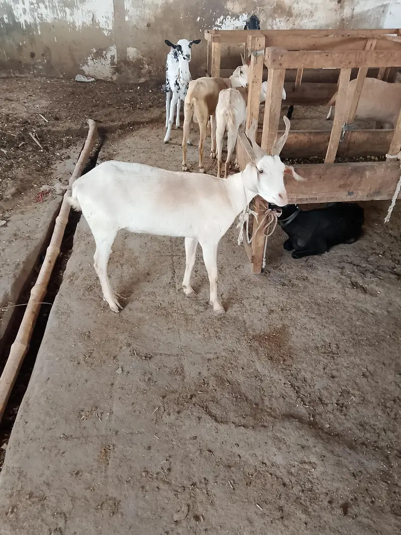 45000per animal — photo 2