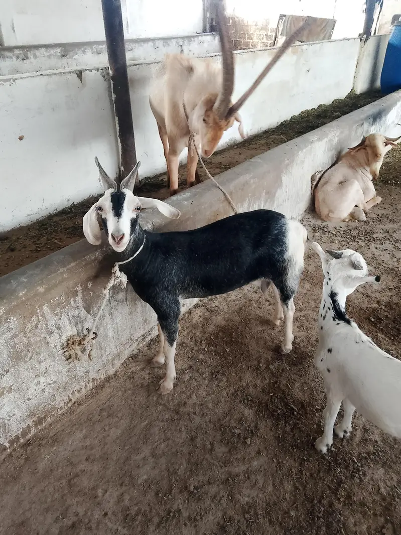 45000per animal — photo 3