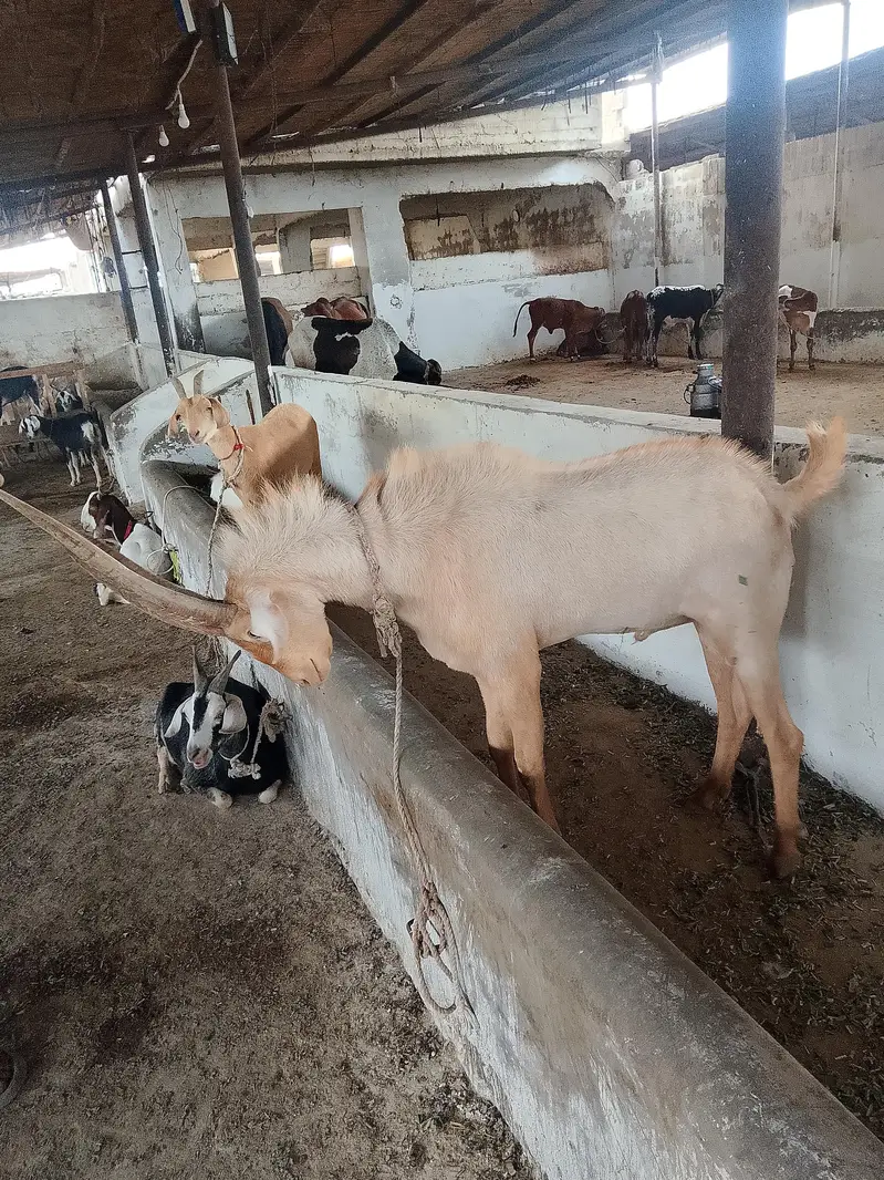 45000per animal — photo 6