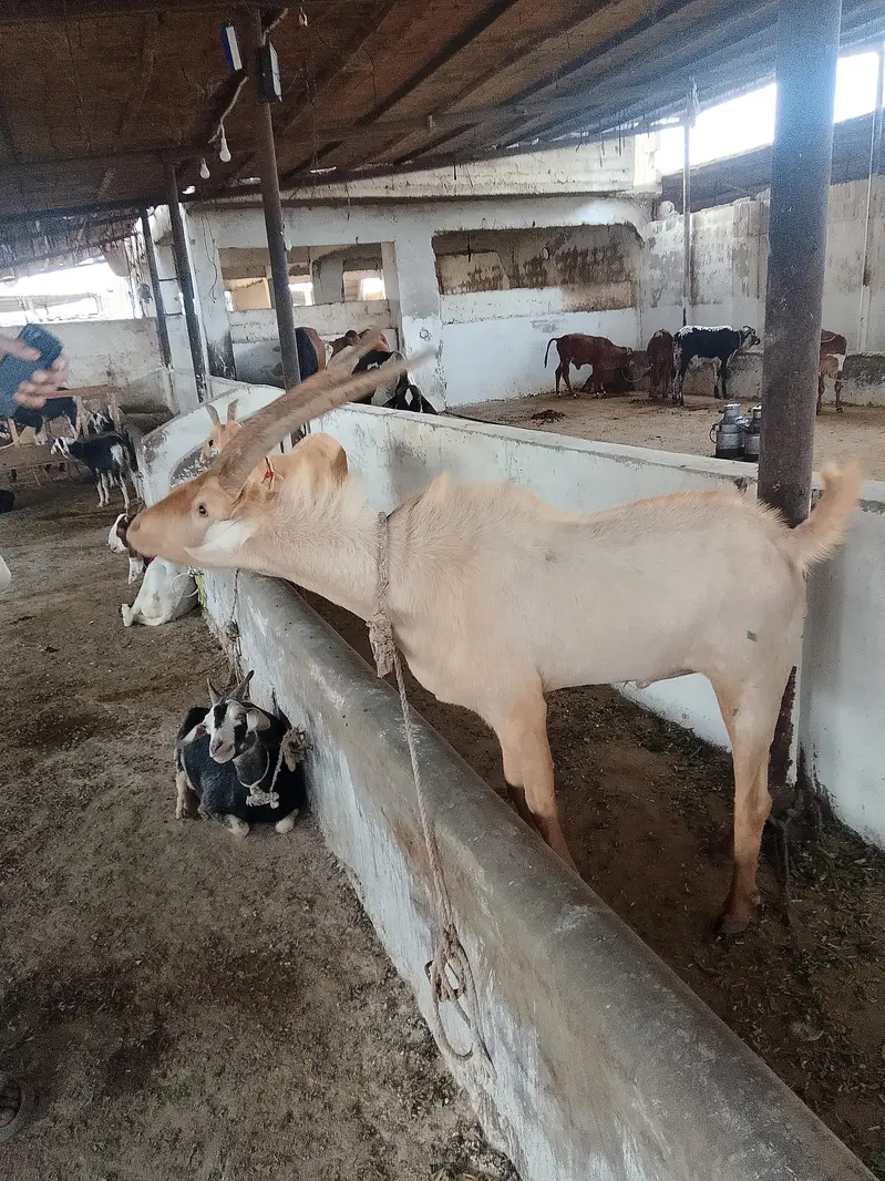 45000per animal — photo 7