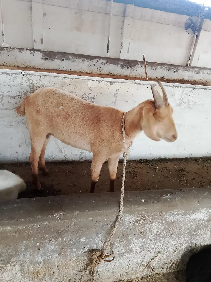 45000per animal — photo 8