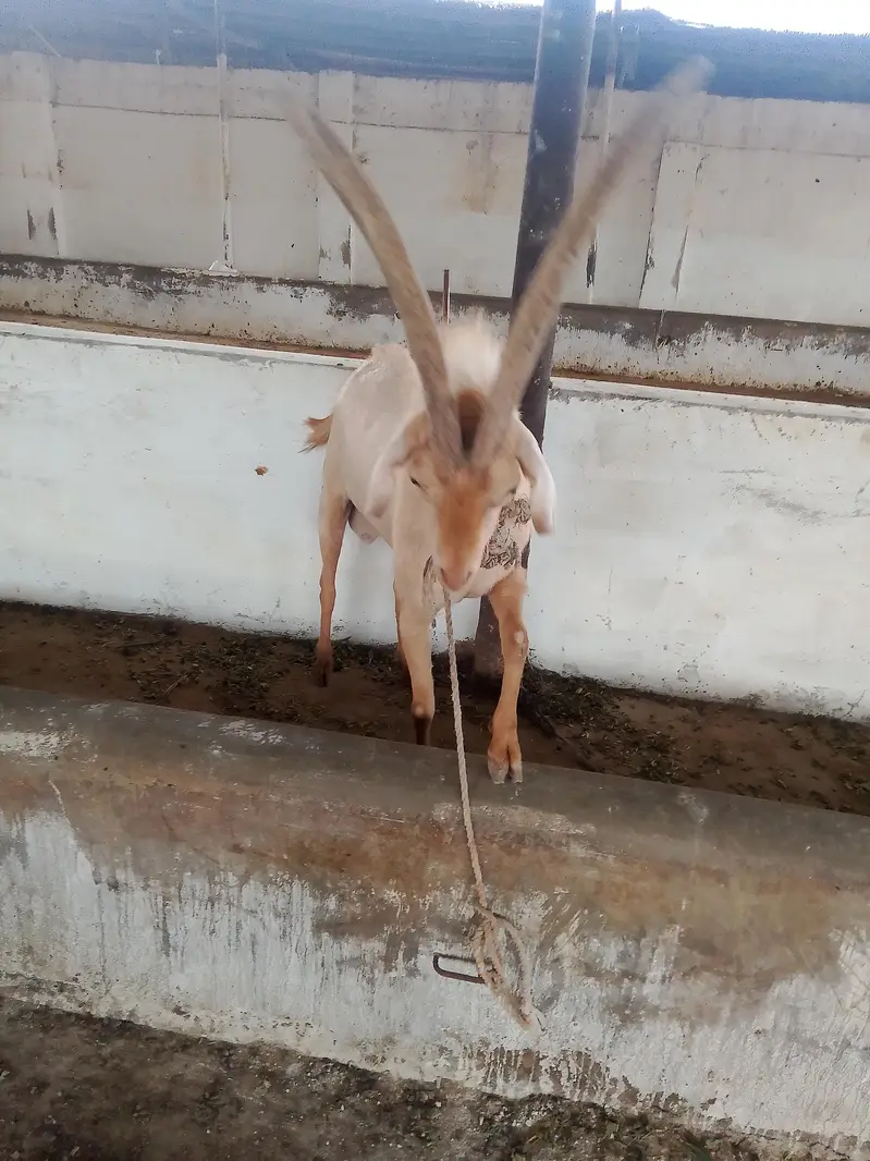 45000per animal — photo 9