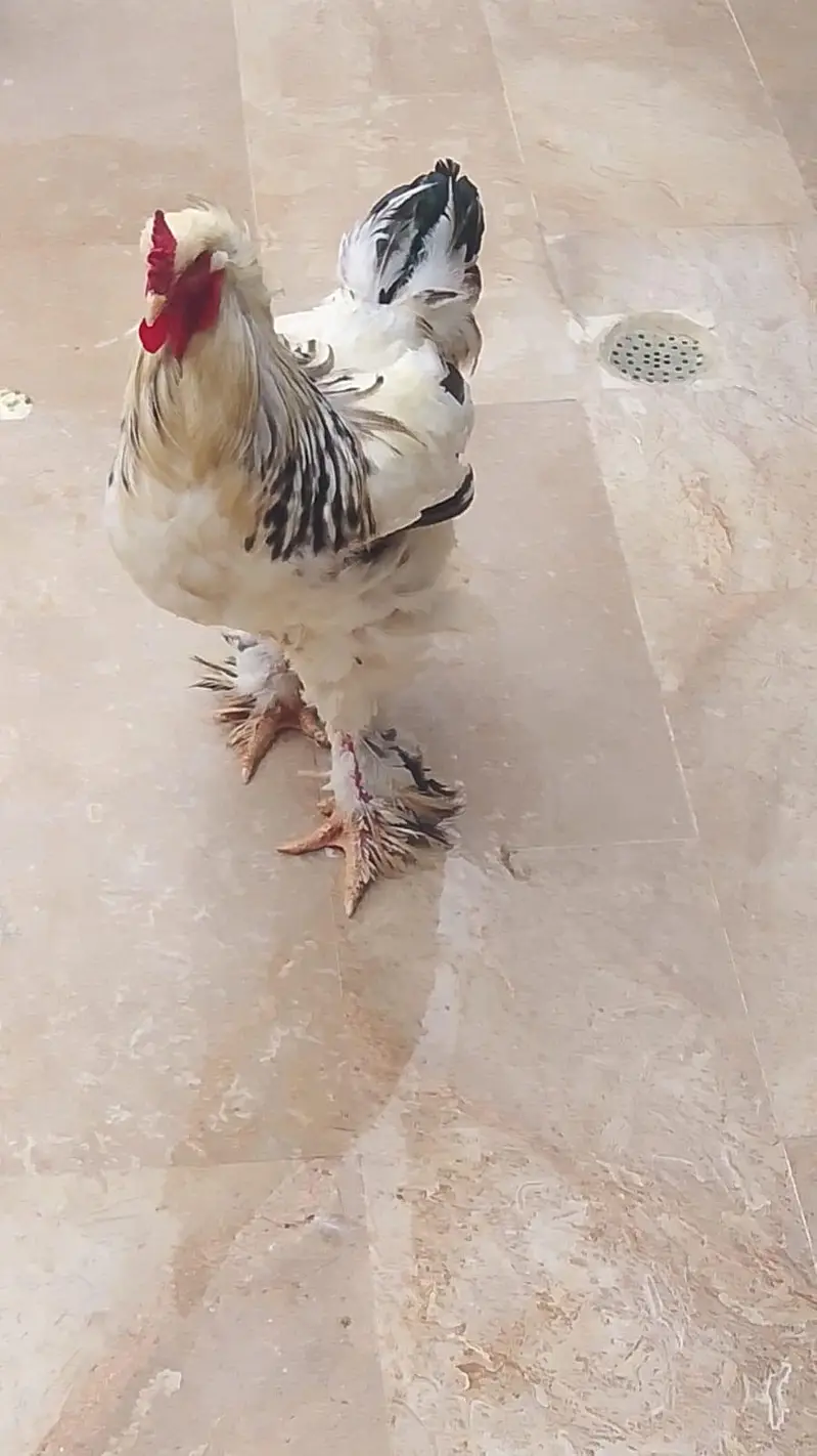 white Brahma male — photo 2