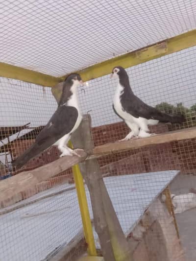 black & white sherazi pair
