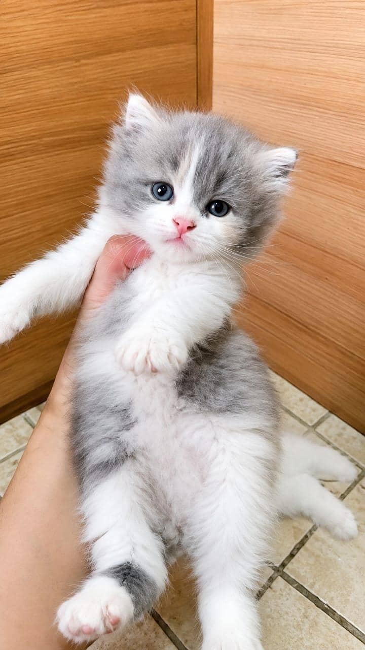 kitten 4