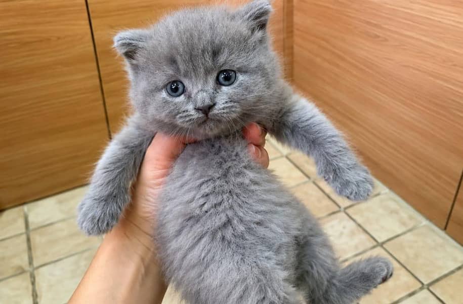 kitten 5