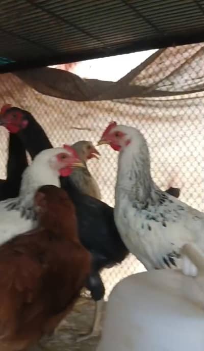  8 Month Old Hens for Sale | Eggs Laying | Lahore