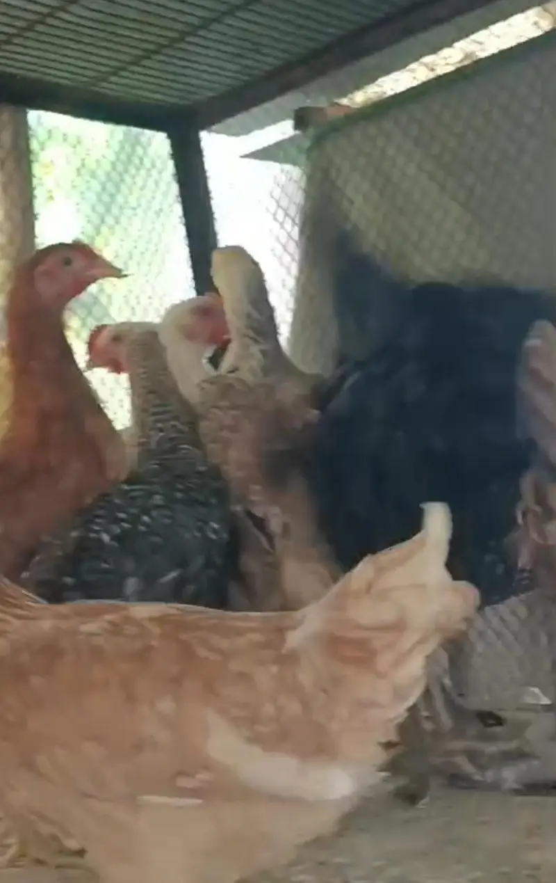 8 Month Old Hens for Sale | Eggs Laying | Lahore — photo 2
