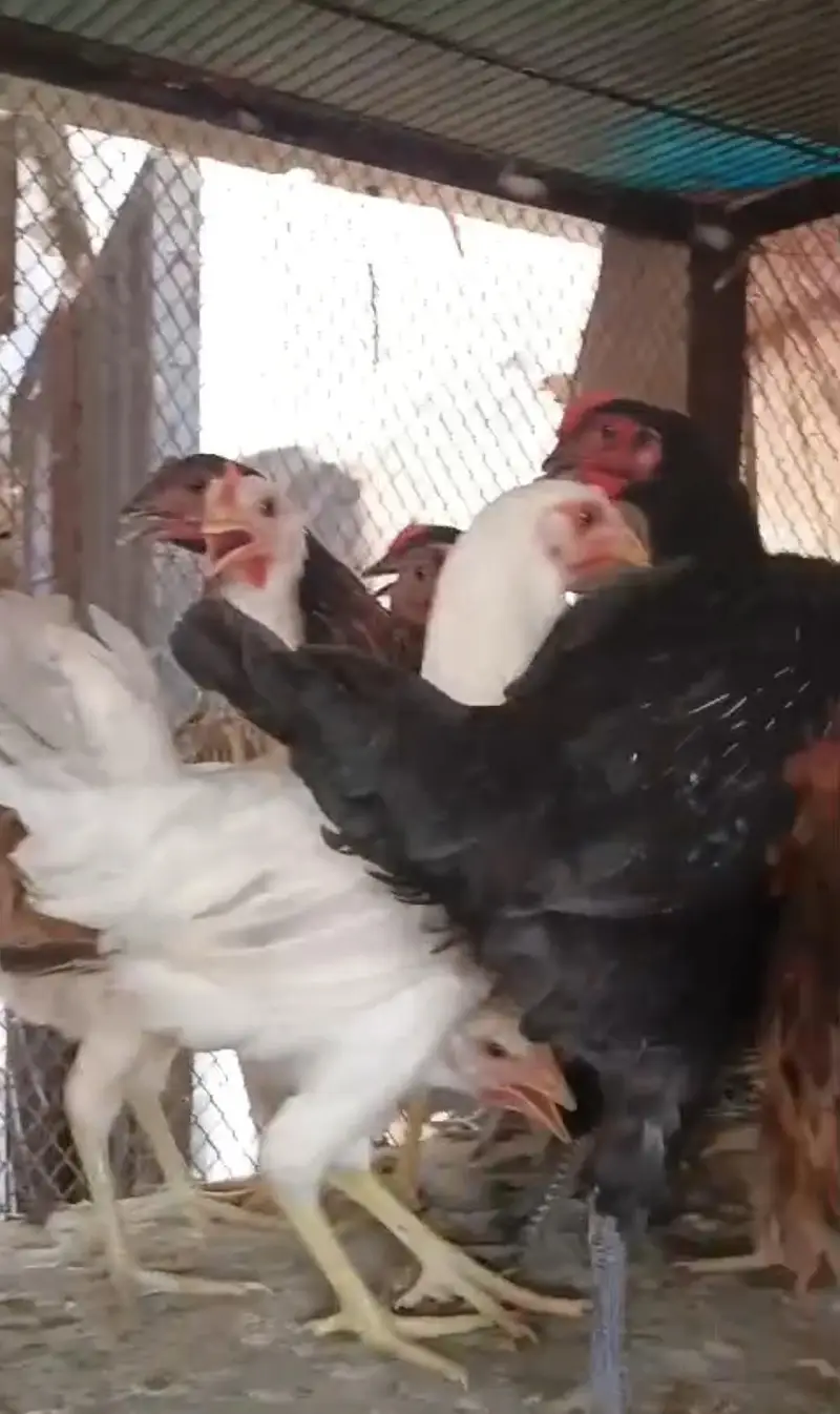  8 Month Old Hens for Sale | Eggs Laying | Lahore — photo 3