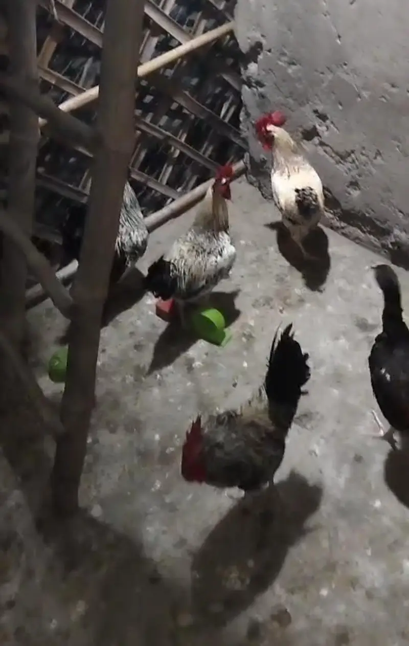  8 Month Old Hens for Sale | Eggs Laying | Lahore — photo 4