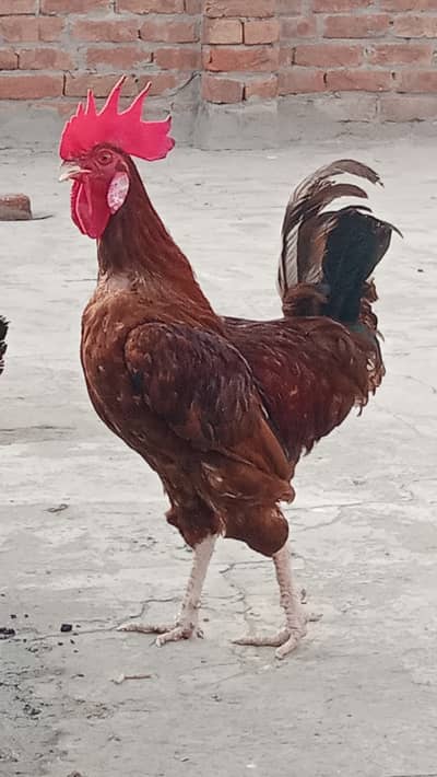 1 male + 2 female