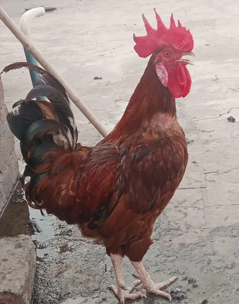 1 male + 2 female — photo 3