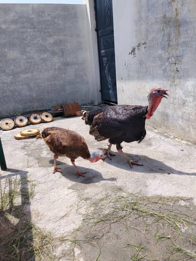 turkey  mor jhora hy. andy. breeder hy
