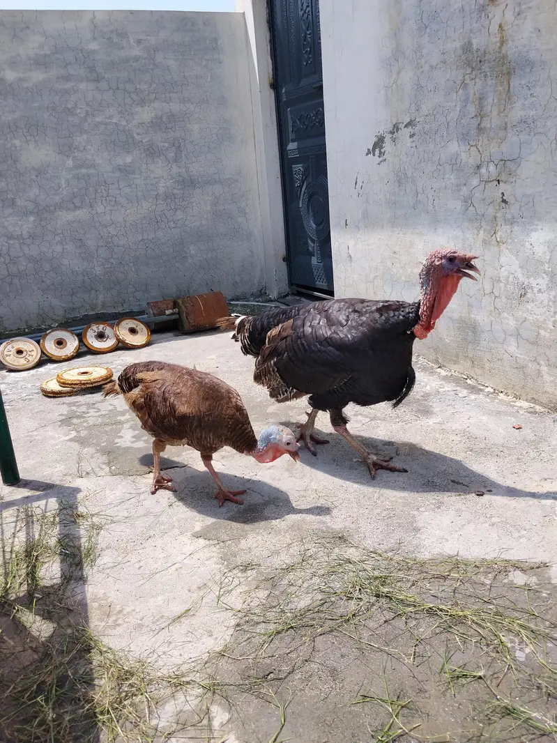 turkey  mor jhora hy. andy. breeder hy