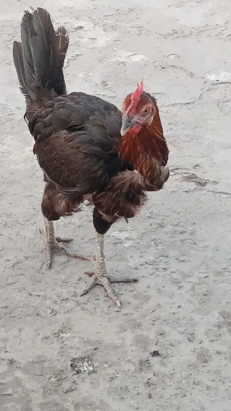 1 male + 2 female — photo 5