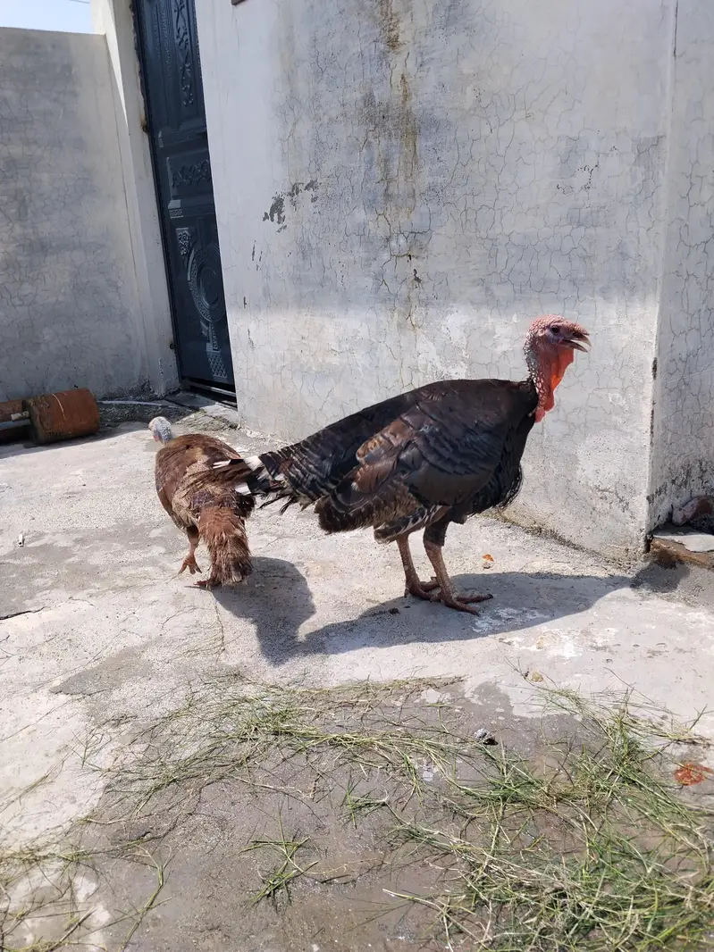 turkey  mor jhora hy. andy. breeder hy — photo 2