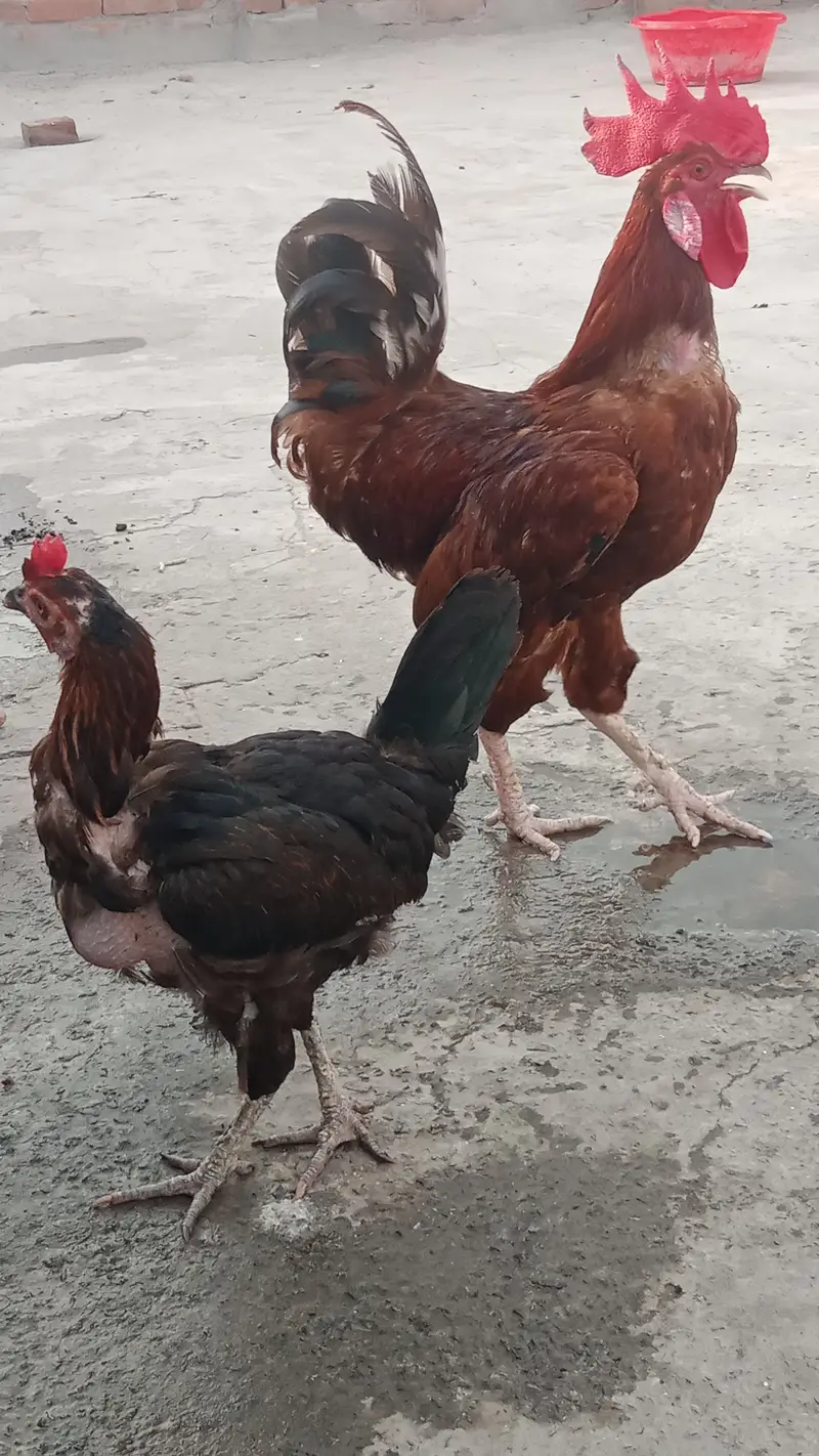 1 male + 2 female — photo 6