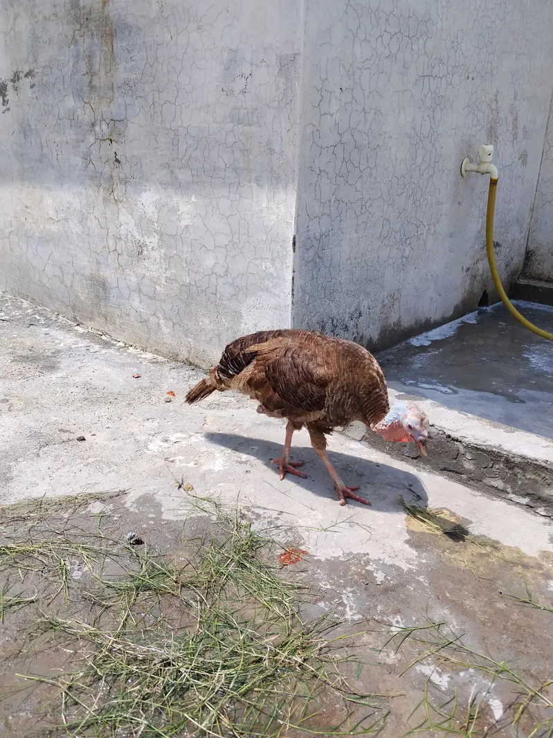 turkey  mor jhora hy. andy. breeder hy — photo 3