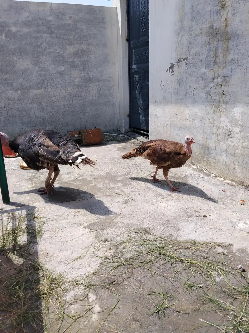 turkey  mor jhora hy. andy. breeder hy — photo 4