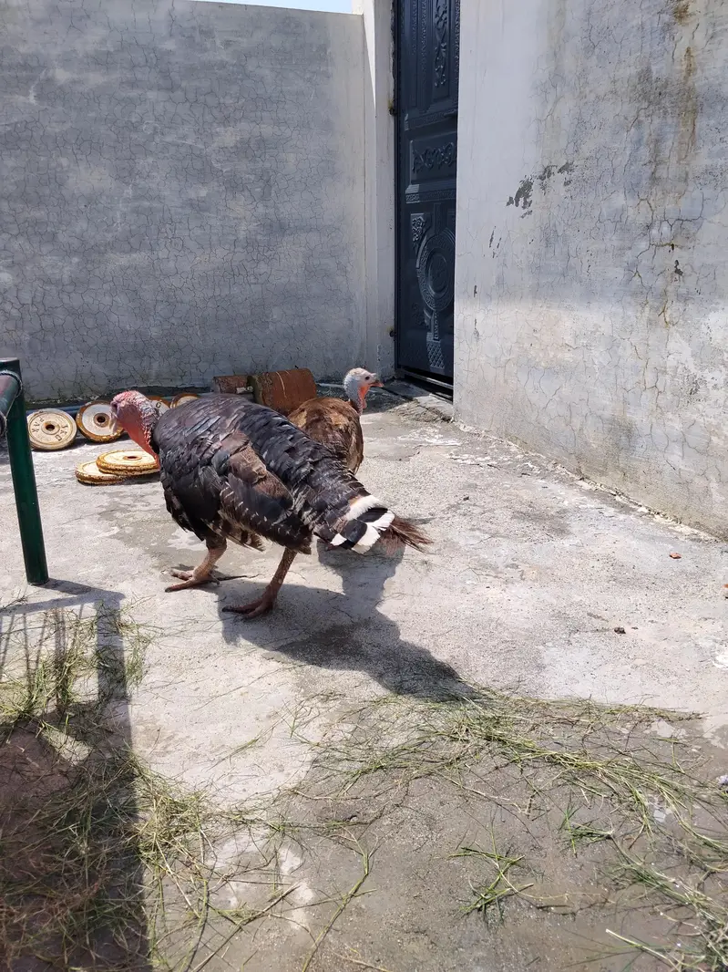turkey  mor jhora hy. andy. breeder hy — photo 5