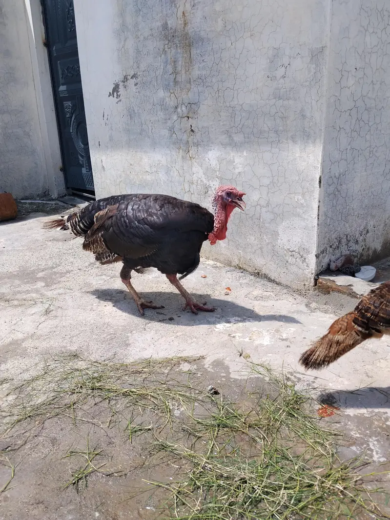 turkey  mor jhora hy. andy. breeder hy — photo 6