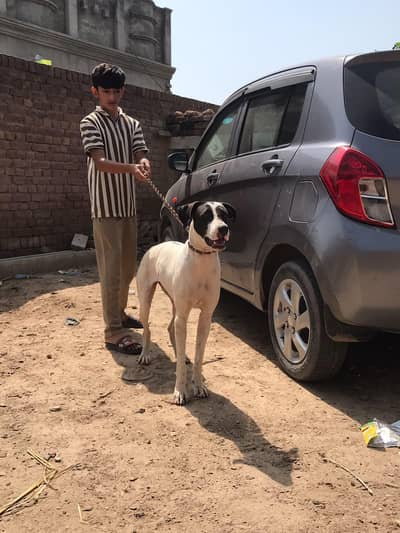 large breed ,guard dog