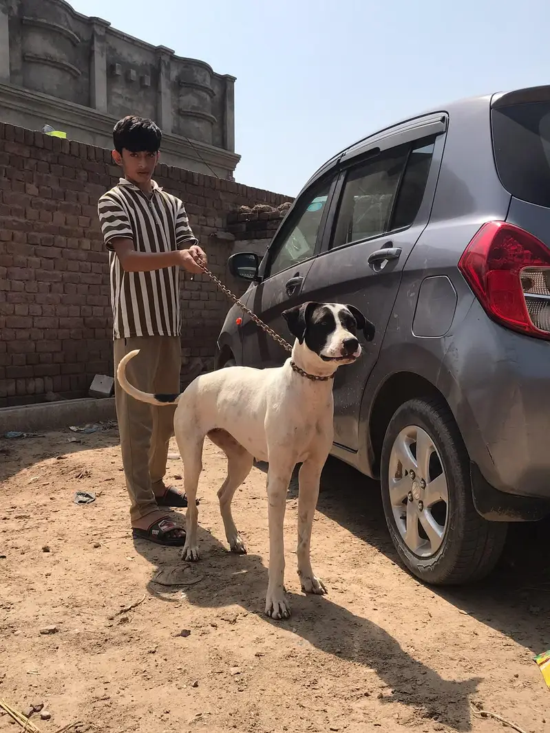 large breed ,guard dog — photo 3