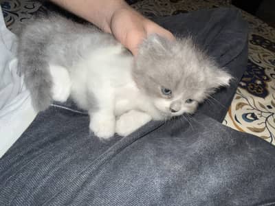 Beautiful Ragdoll Kittens