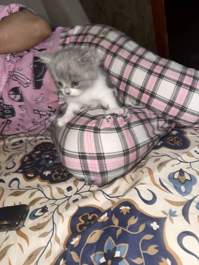 Beautiful Ragdoll Kittens