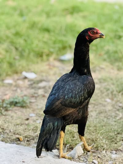 Aseel Black Hen