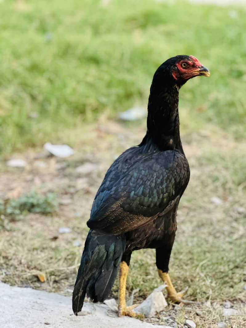 Aseel Black Hen 0