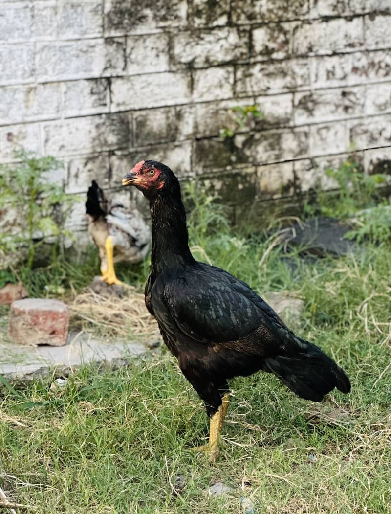 Aseel Black Hen 1