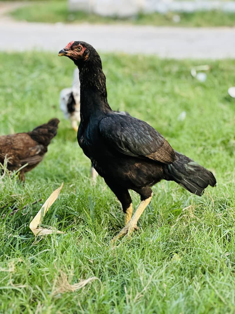 Aseel Black Hen 2