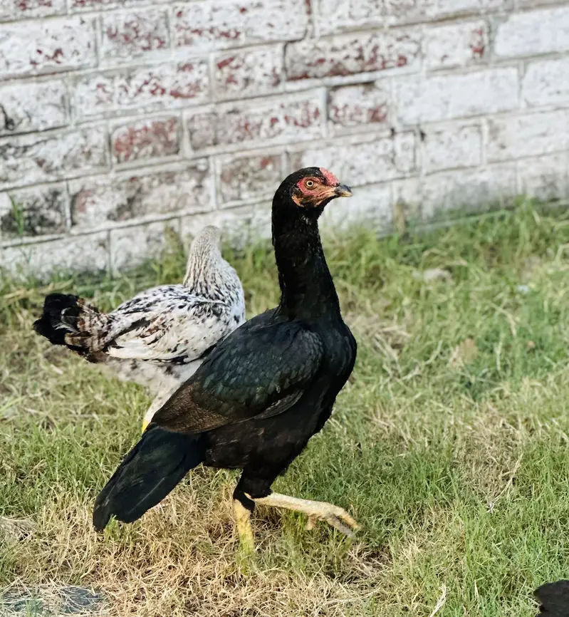 Aseel Black Hen — photo 4