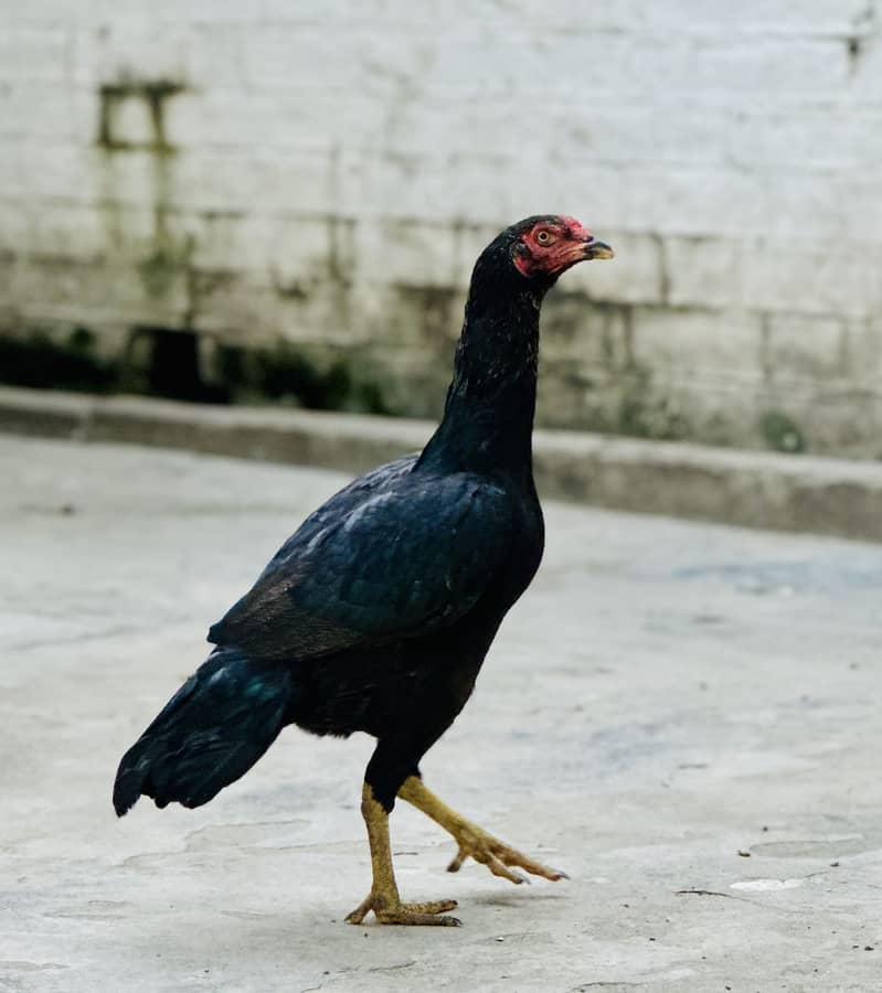 Aseel Black Hen 4