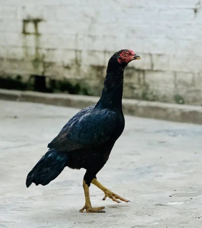 Aseel Black Hen — photo 5