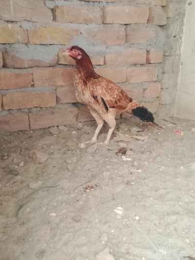 For sale
